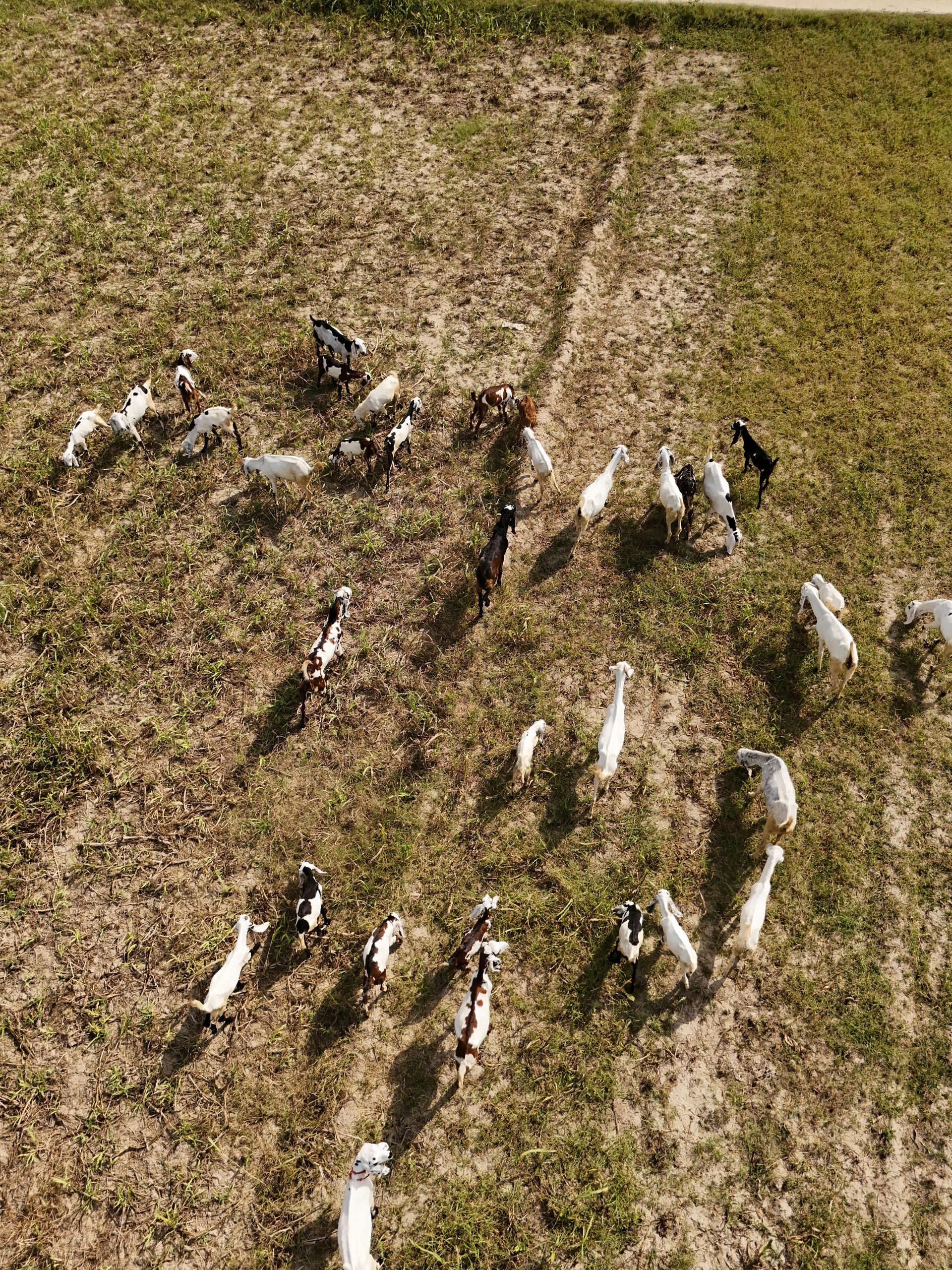 Sheep grazing in a dry, grassy field seen from above.
