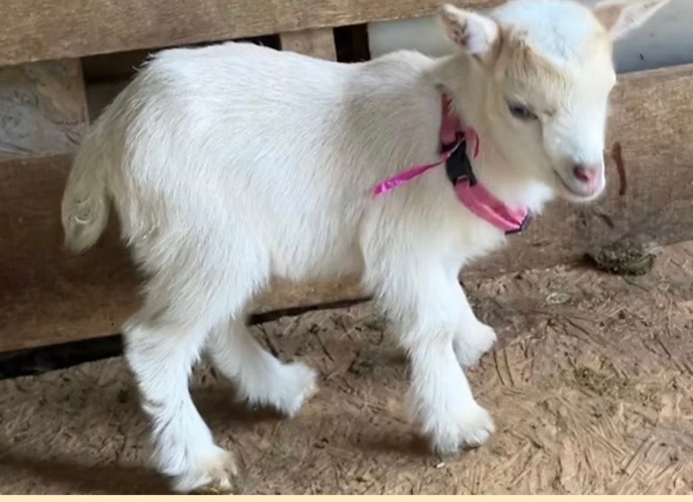 White baby goat wearing a pink collar standing on dirt under a wooden structure