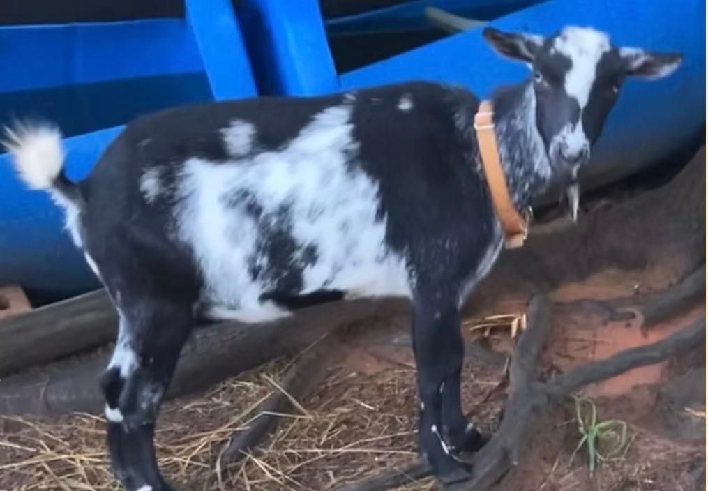 White baby goat wearing a pink collar standing on dirt under a wooden structure