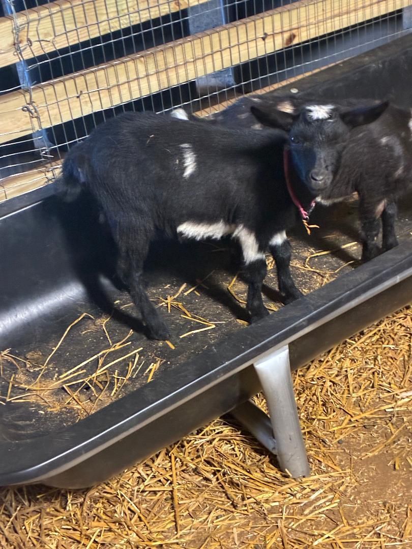 Small white baby goat with a pink collar standing on dirt near a wooden fence.