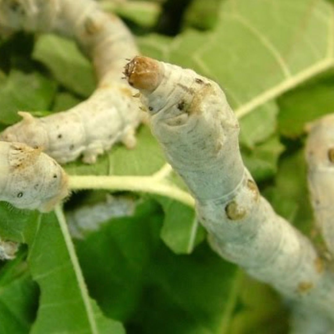 Silkworms crawling on green leaves.