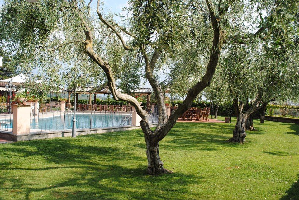 Gli ulivi costeggiano un'area erbosa accanto alla piscina, con una zona pranzo all'aperto sullo sfondo.
