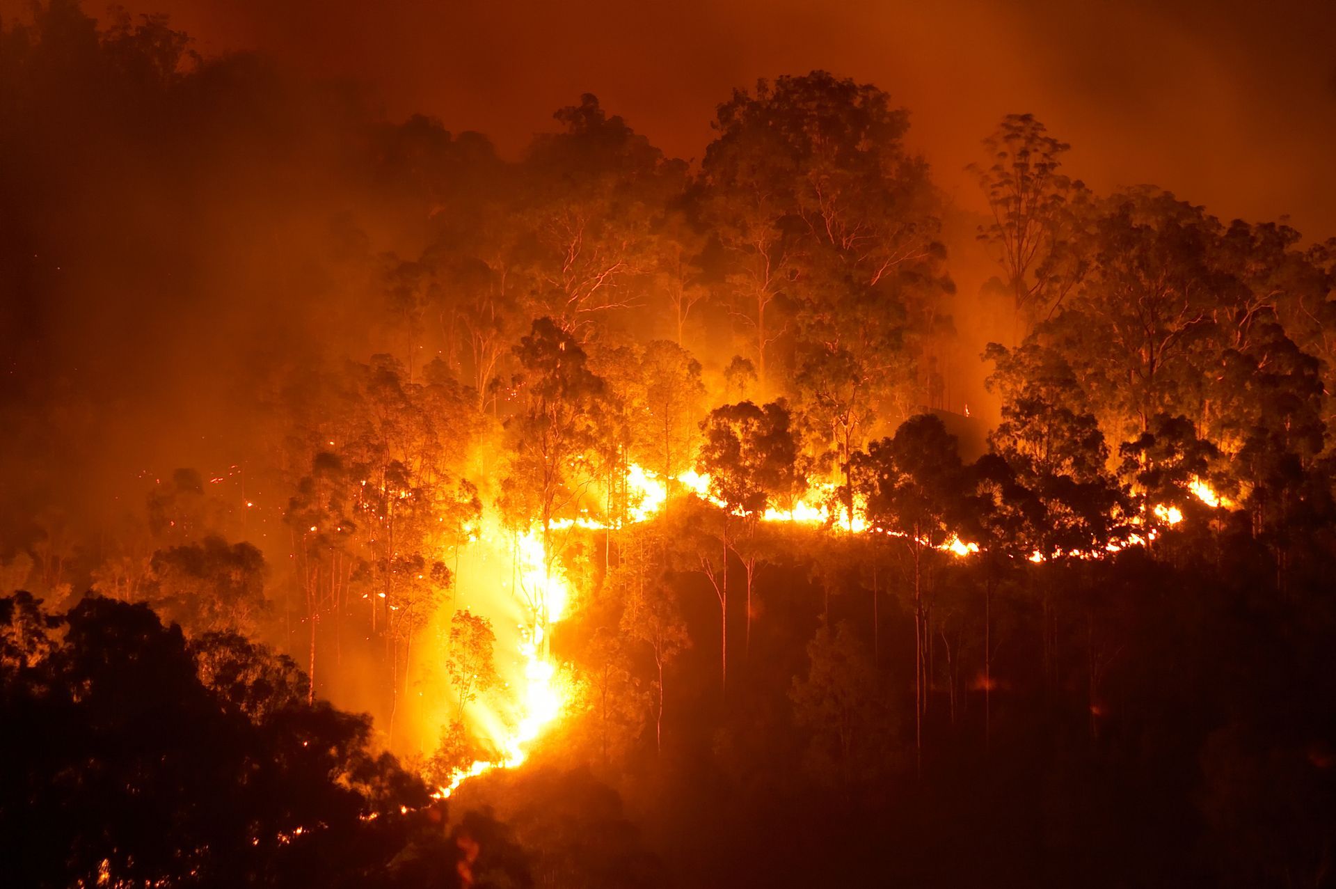 Bushfire Services - Merewether, NSW - Peak Land Management