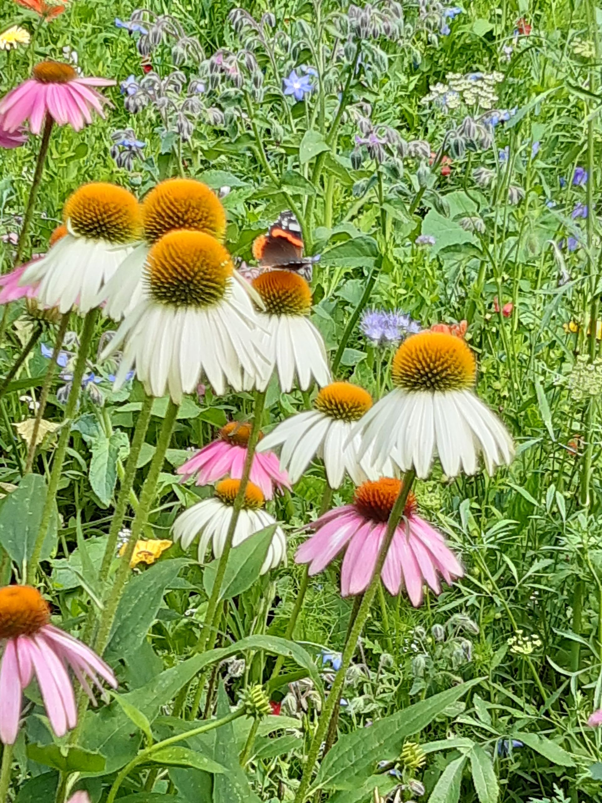 Auf diesem feld gibt es viele verschiedene blumenarten.