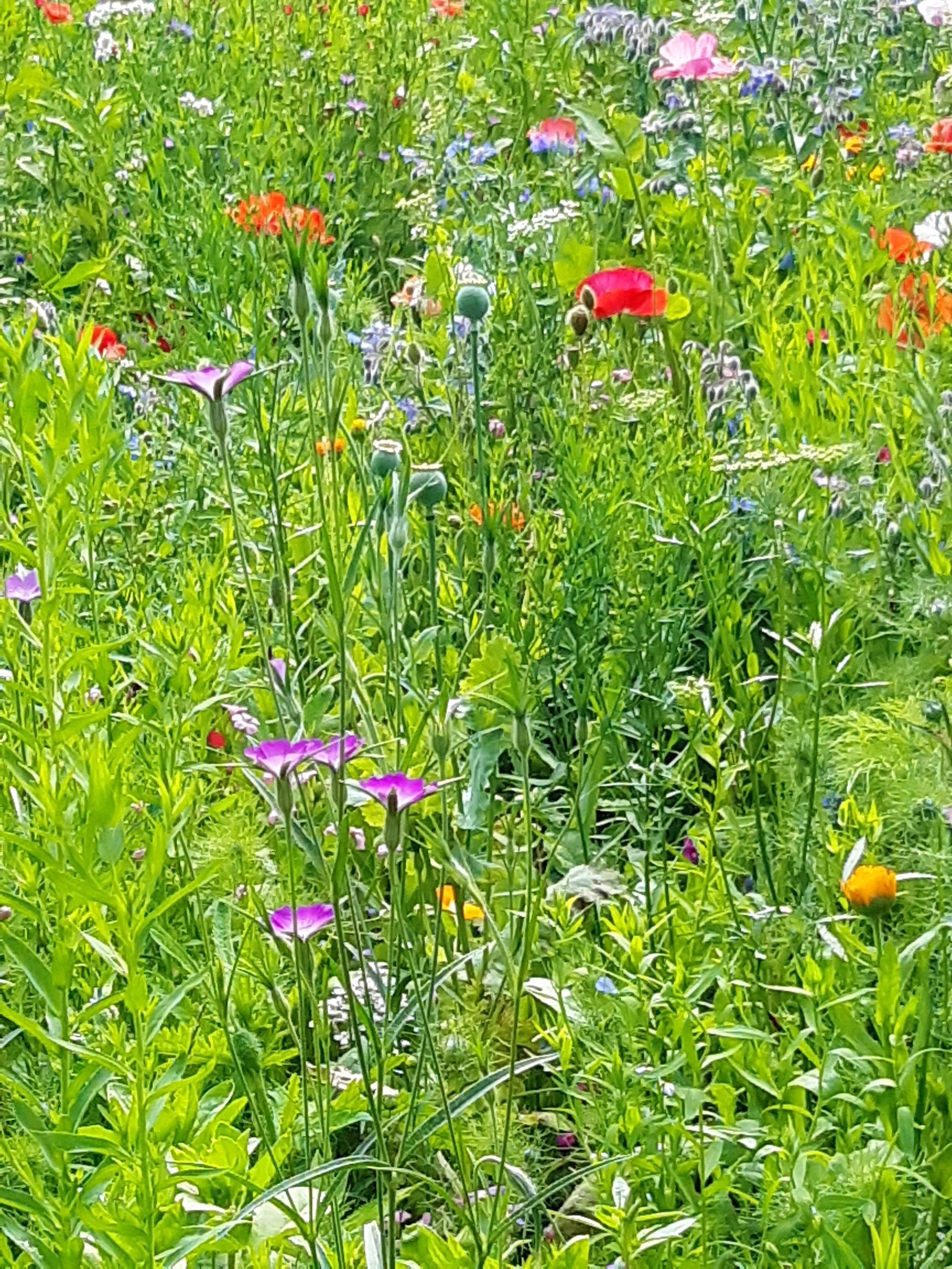 Auf diesem feld gibt es viele verschiedene blumenarten.