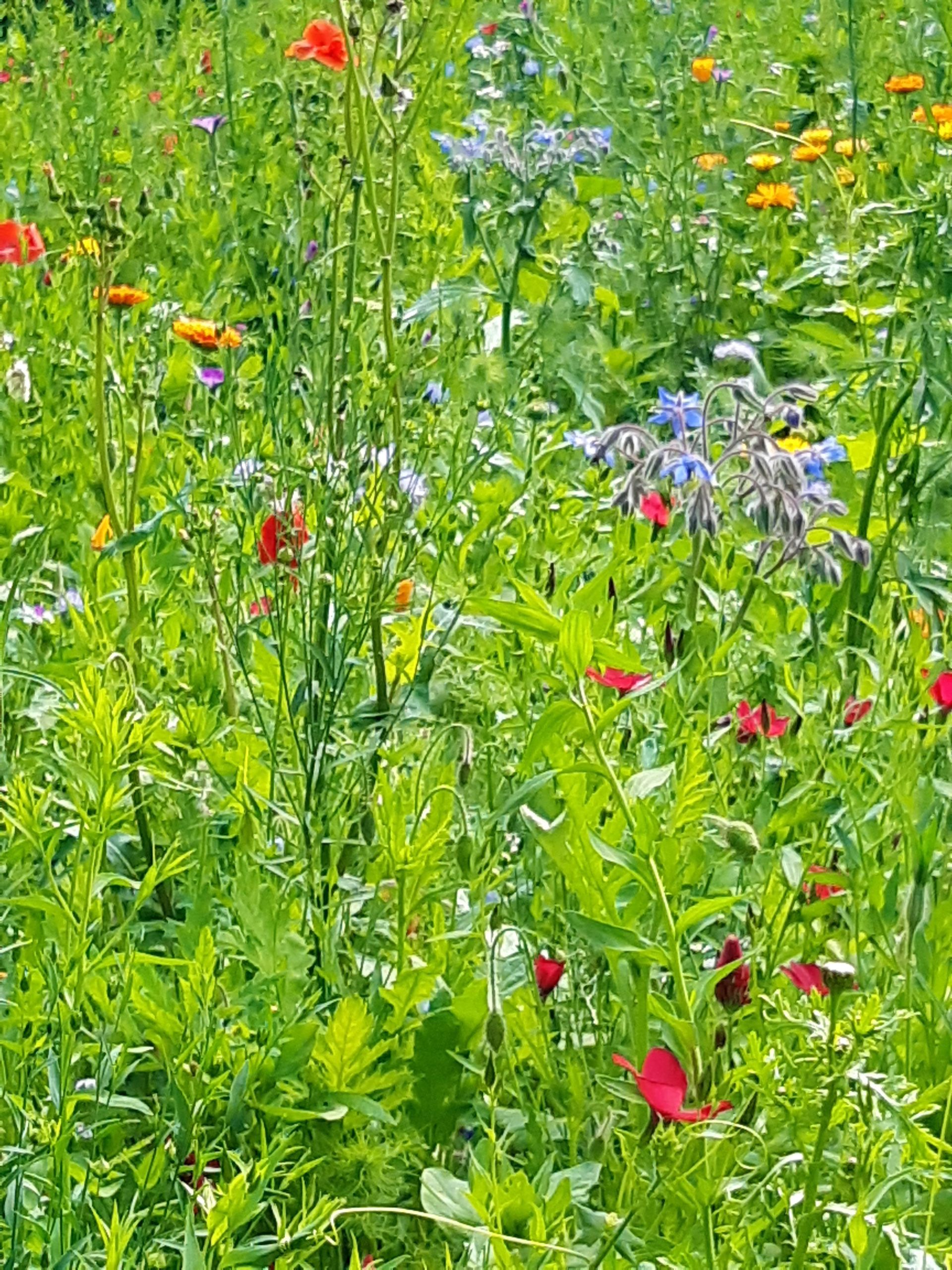 Auf diesem feld gibt es viele verschiedene blumenarten.