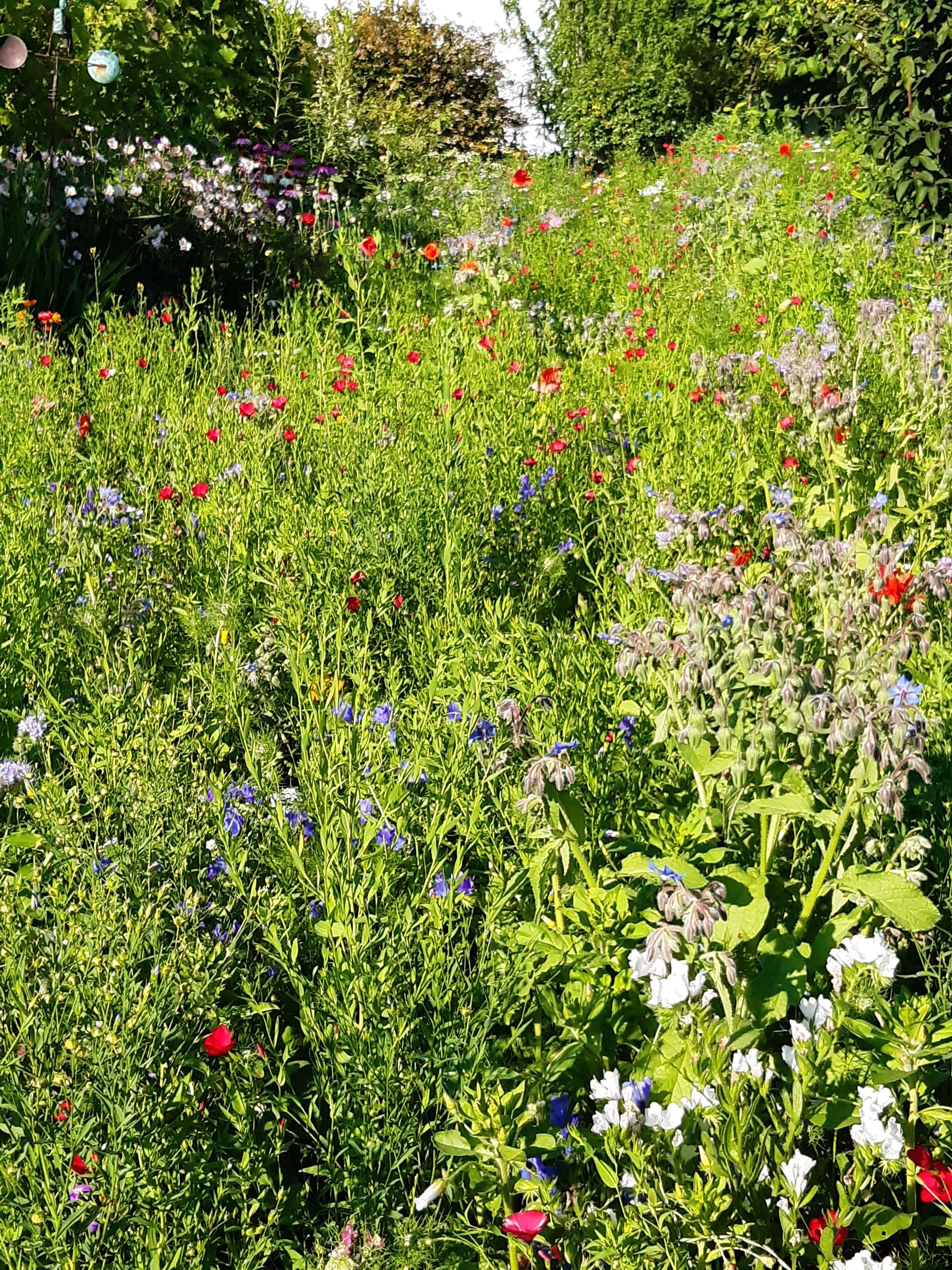 Auf diesem feld gibt es viele verschiedene blumenarten.