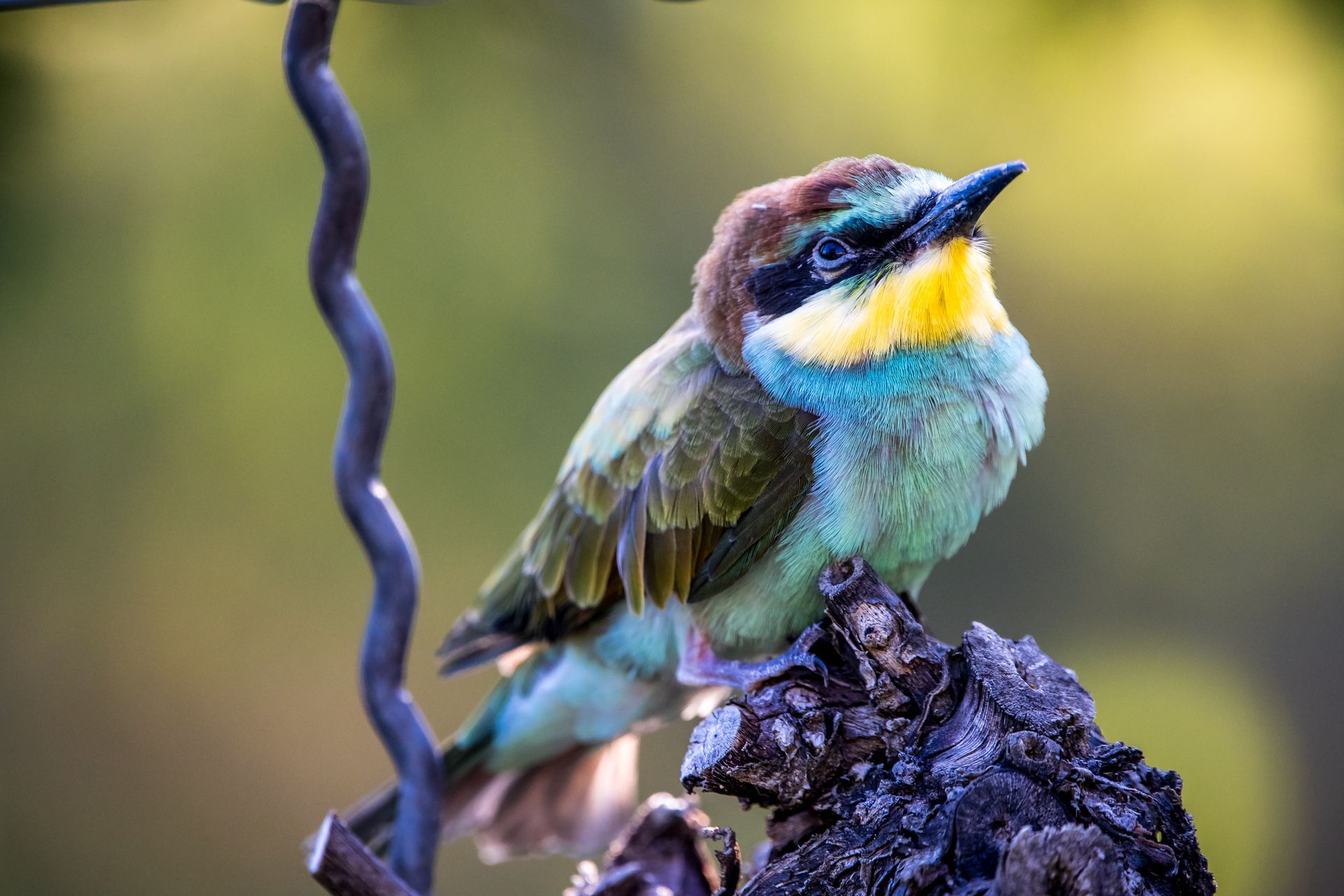 bunter vogel im kaiserstuhl