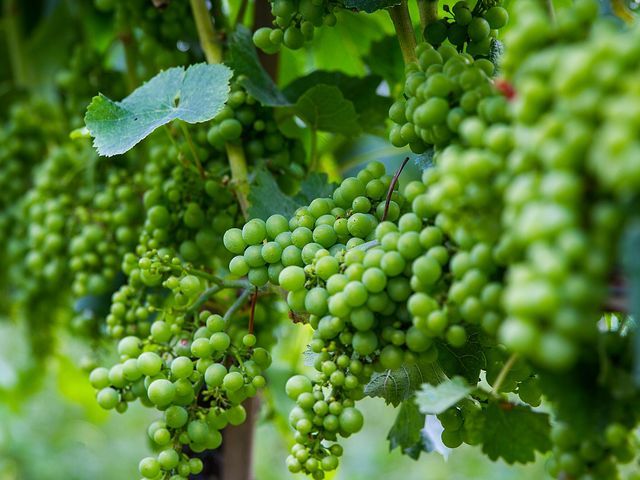 grüne weinreben im kaiserstuhl, natur und wein