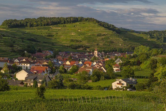 ausblick auf die weinberge des Kaiserstuhls vom Haus am Weinberg Hotel 
