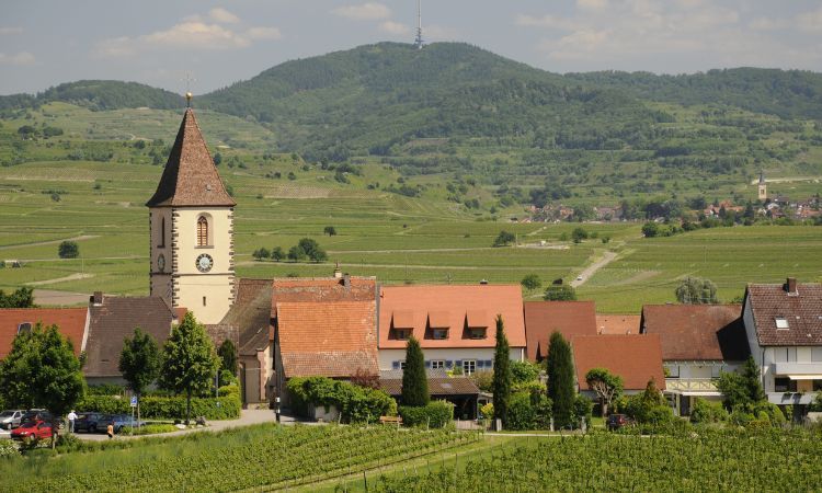 blick auf den kirchturm und ein paar kleine häuser von burkheim am kaiserstuhl umgeben von weinreben und grünen hüeln