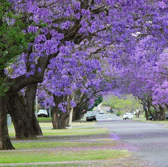 A Row of Trees With Purple Flowers Along a Street — Gardners Yamba Skip Bin Hire in Grafton, NSW