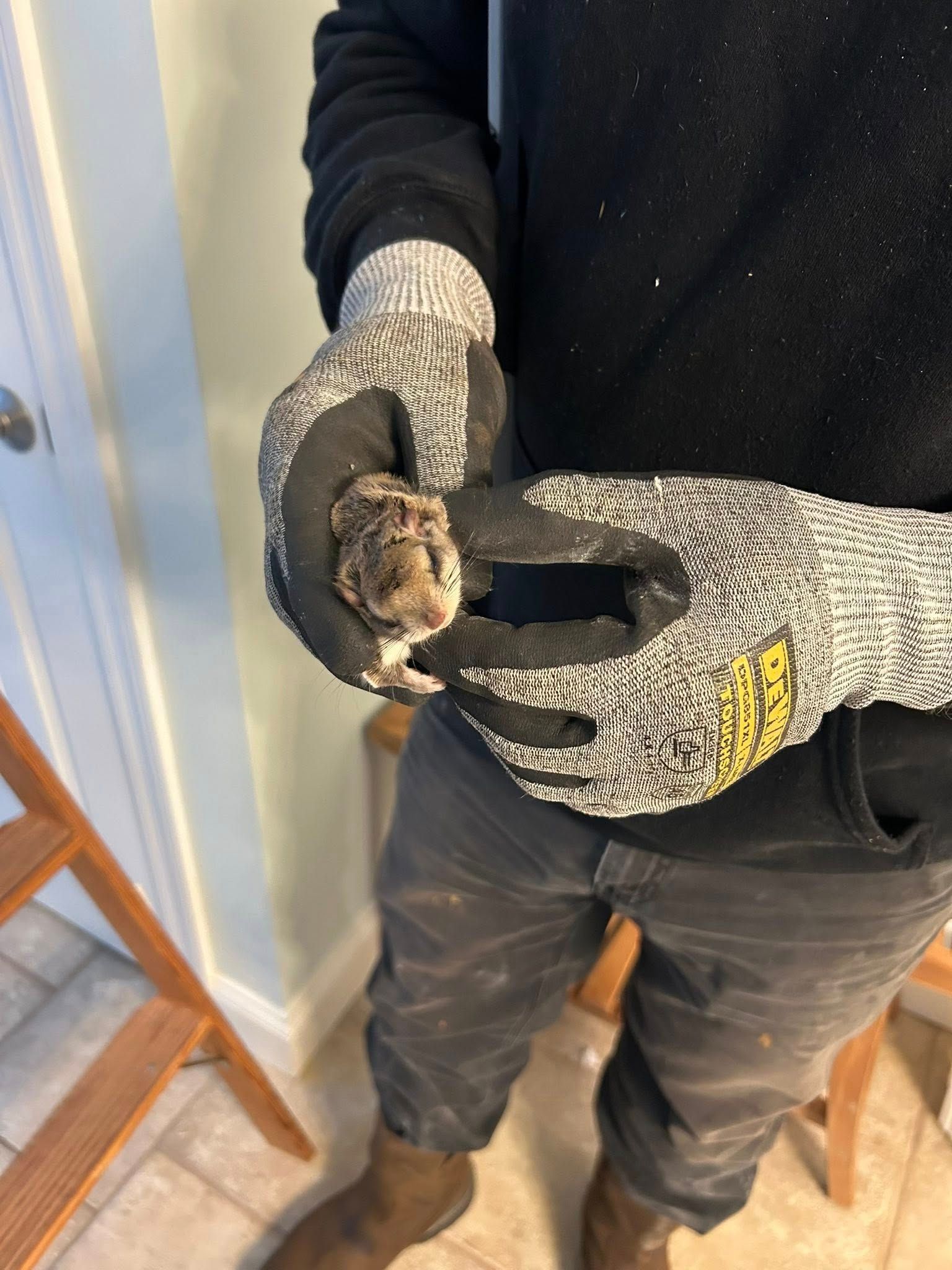 Person in gloves holding a small bird indoors near a chair and door.