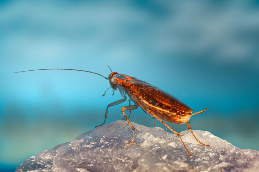 Orange cockroach on a rock against a blue blurred background