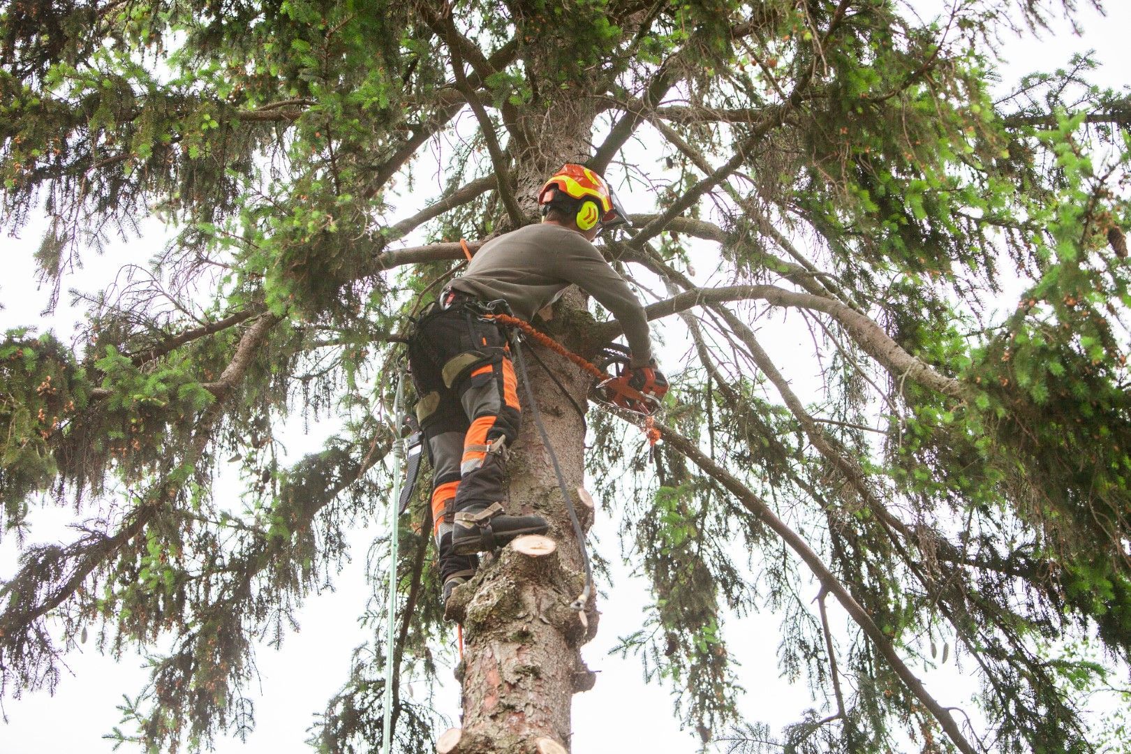 tree removal service near me