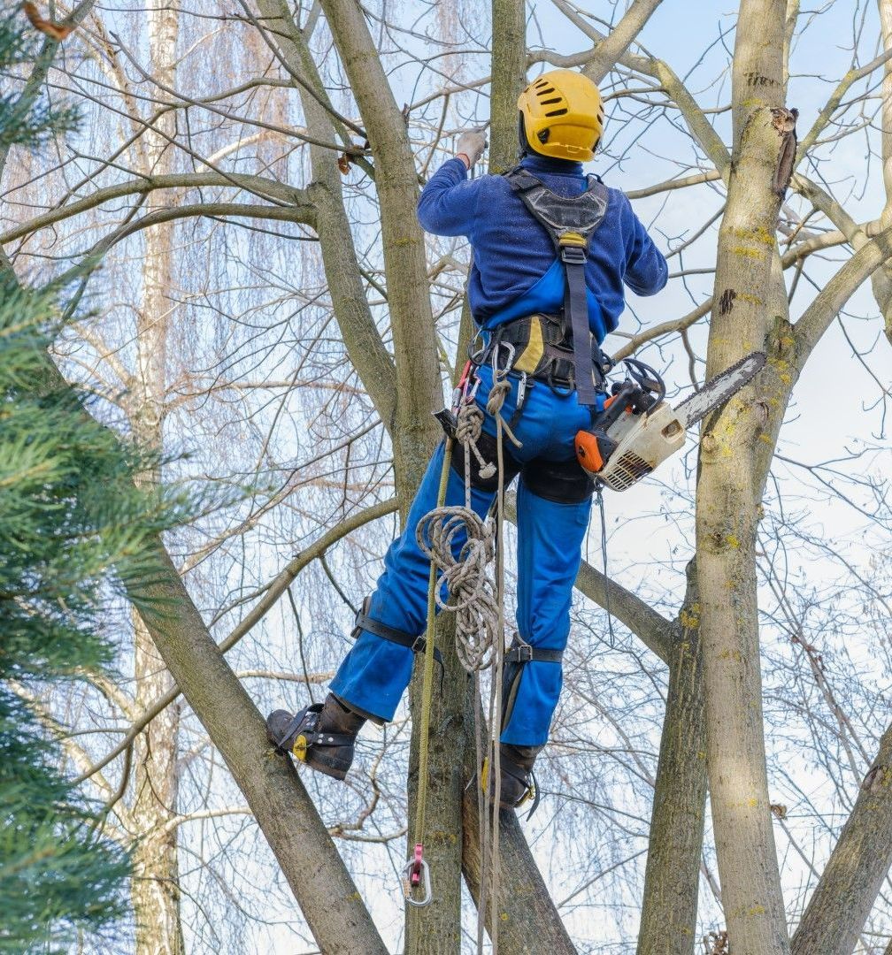 arborists near me