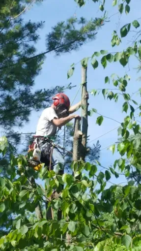 A tree worker in a safety helmet and harness stands on a tree trunk, using a chainsaw to remove branches outdoors.