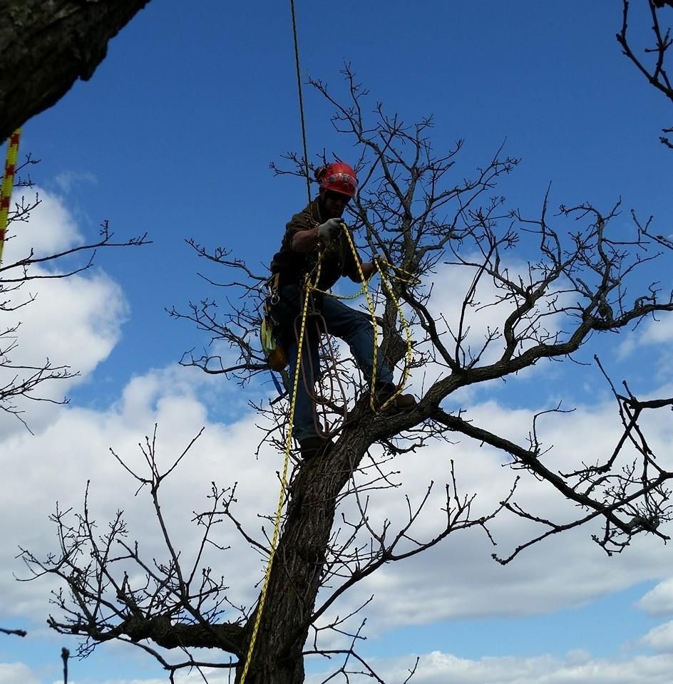 An arborist in a red hard hat and safety harness climbing and working in a bare tree against a blue sky with clouds.