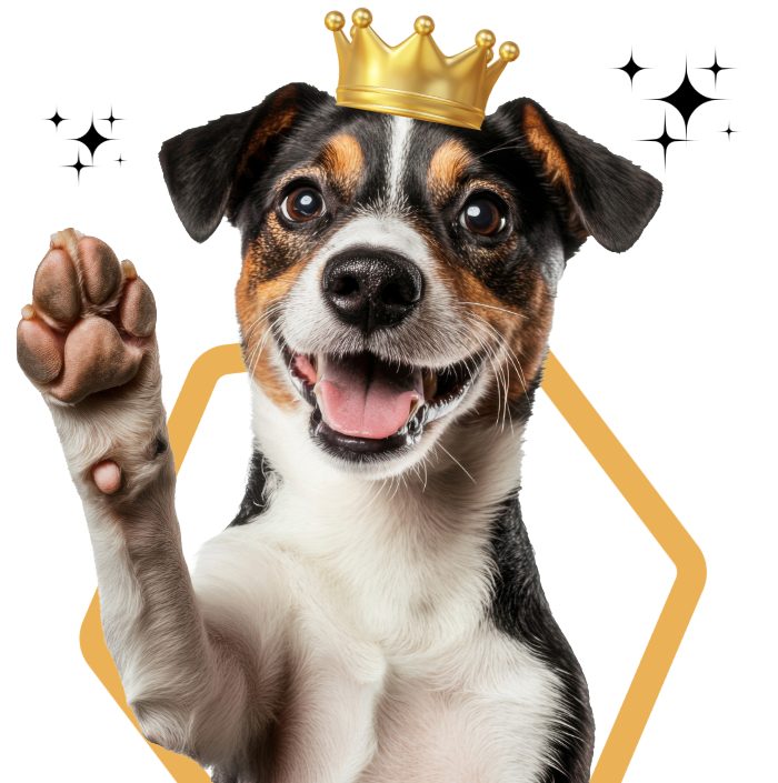 Small black-and-white dog wearing a gold crown, smiling and raising a paw on a white background