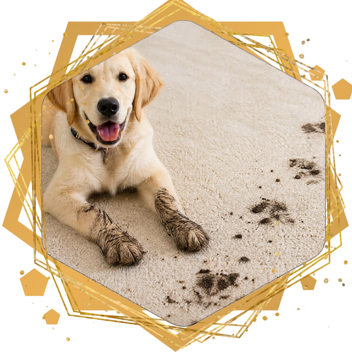 Golden retriever lying on sandy ground, paws muddy, framed by a gold hexagon border