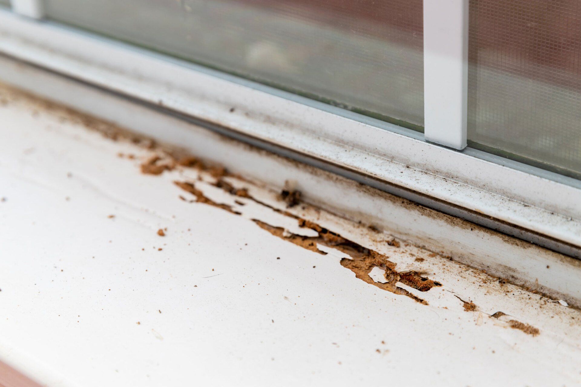 Showing Termite Damage — Swan Hill, VIC — North Vic Pest Control
