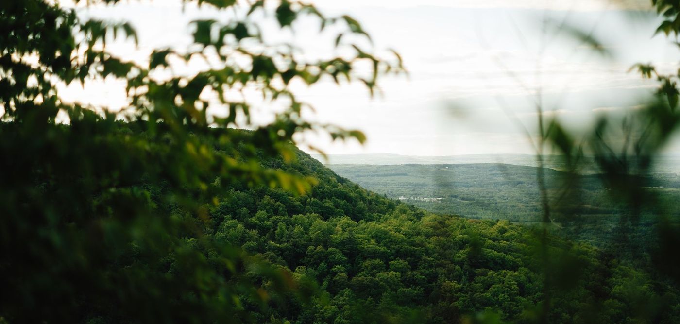 Blurred green forest canopy at Thacher State Park under a bright sky, viewed through foreground leaves and branches