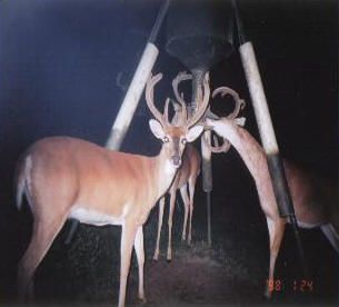 A couple of deer standing next to each other at night.