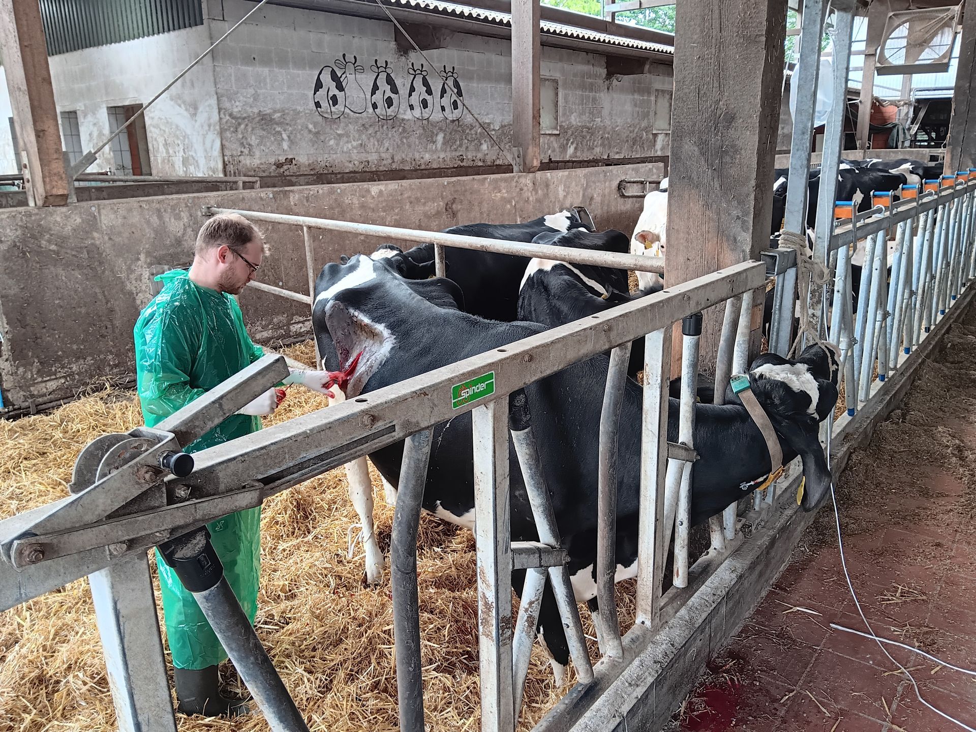 Ein Mann in grünem Kittel füttert Kühe in einem Stall mit Futterständen aus Metall. Der Boden ist mit Heu bedeckt.