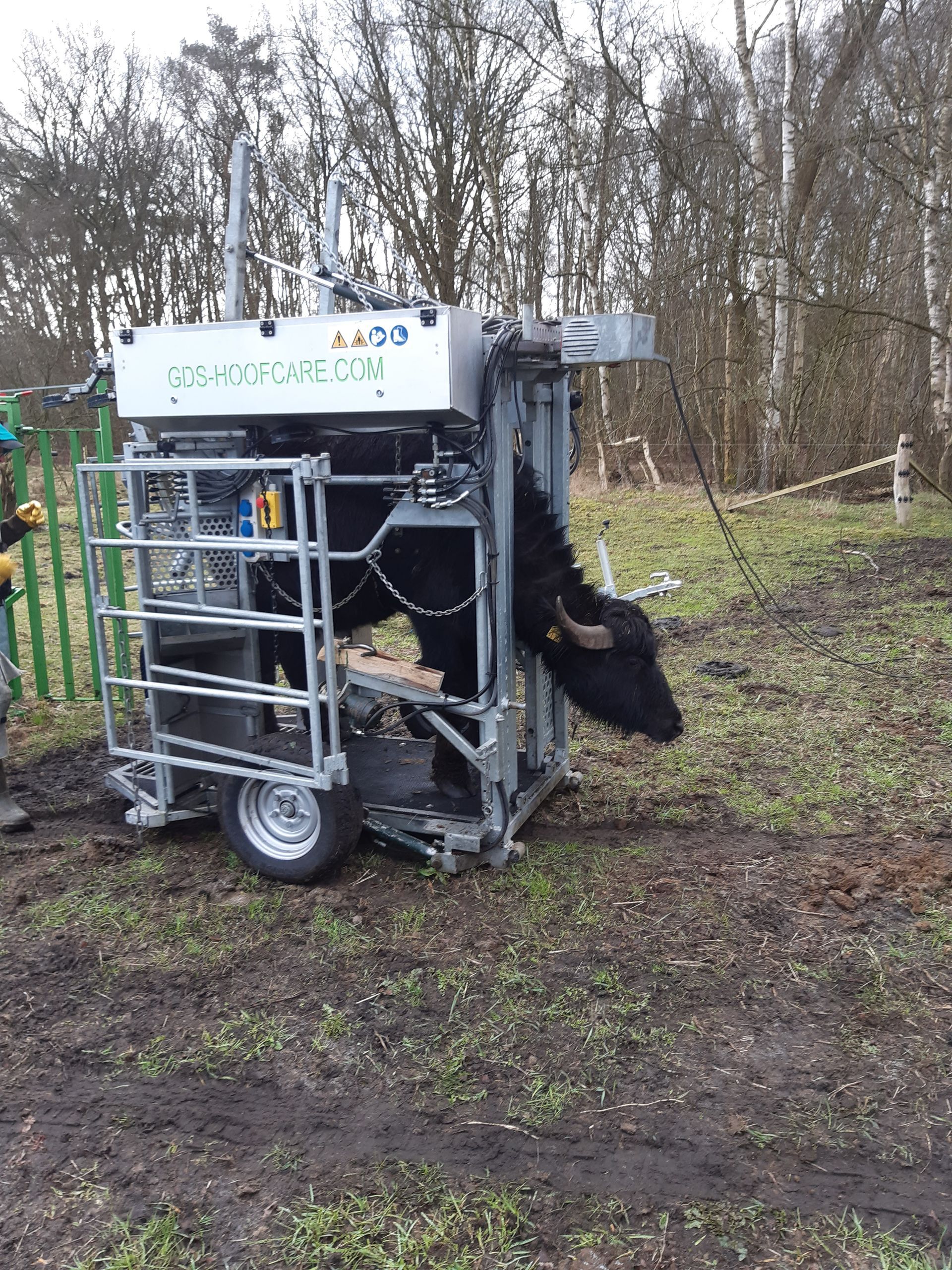 Schwarze Kuh in einer mobilen Tierarztbox im Freien, wahrscheinlich zur Untersuchung oder Behandlung.
