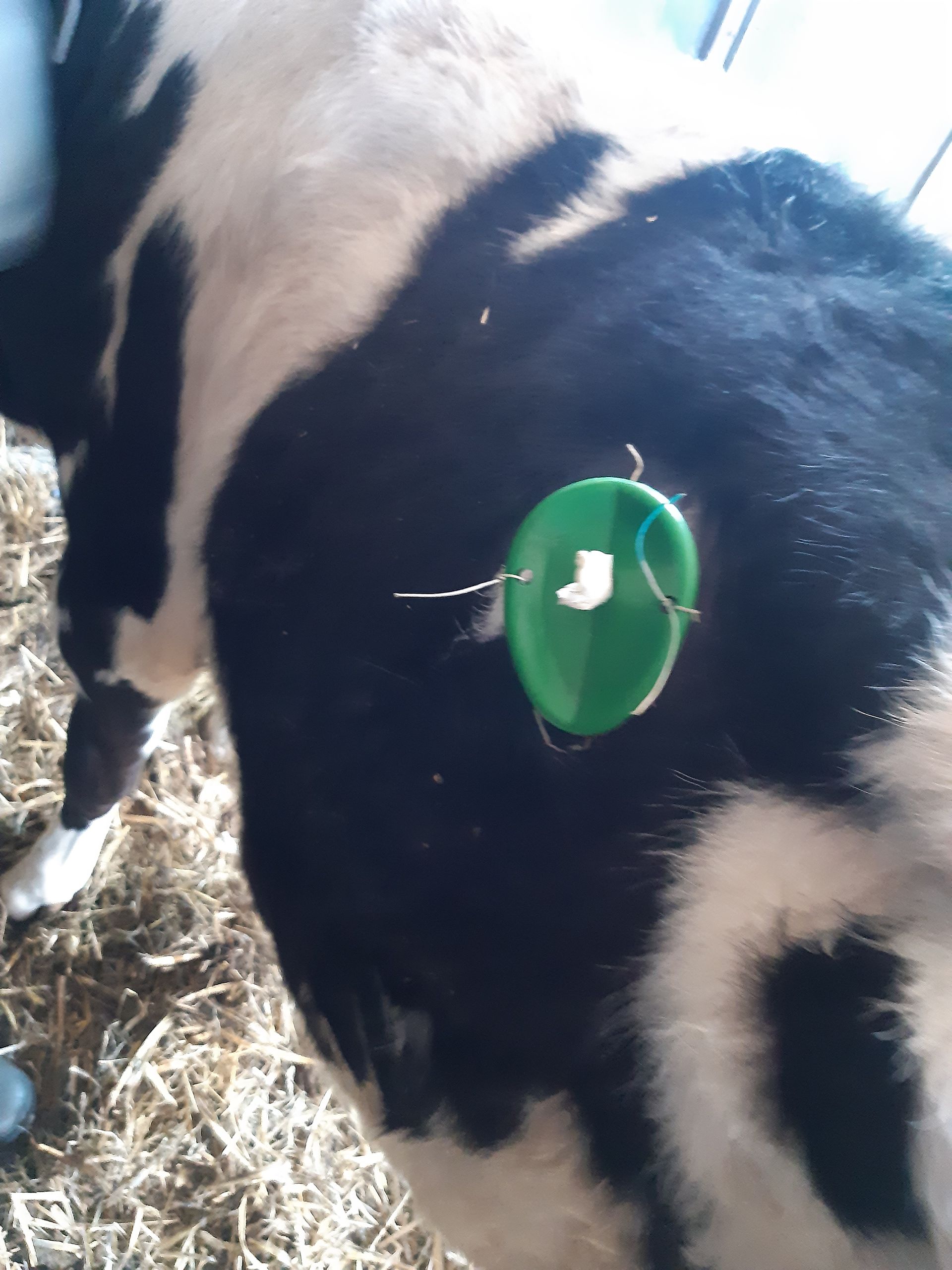 Schwarz-weiße Kuh mit einem grünen Sensor, der mit einem Draht und einer weißen Marke am Rücken befestigt ist.