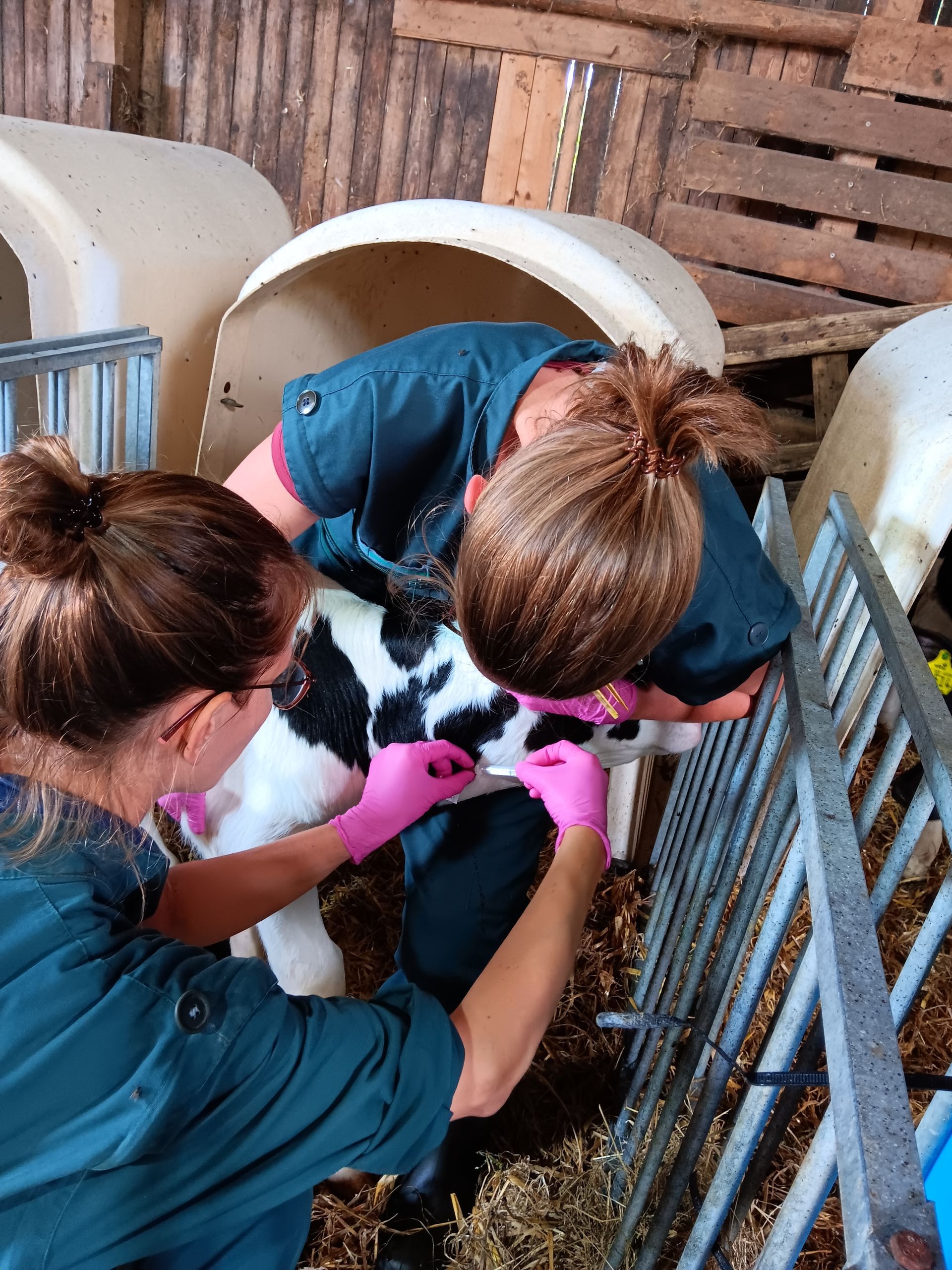 Zwei Personen in rosa Handschuhen untersuchen ein Kalb in einer Scheune.