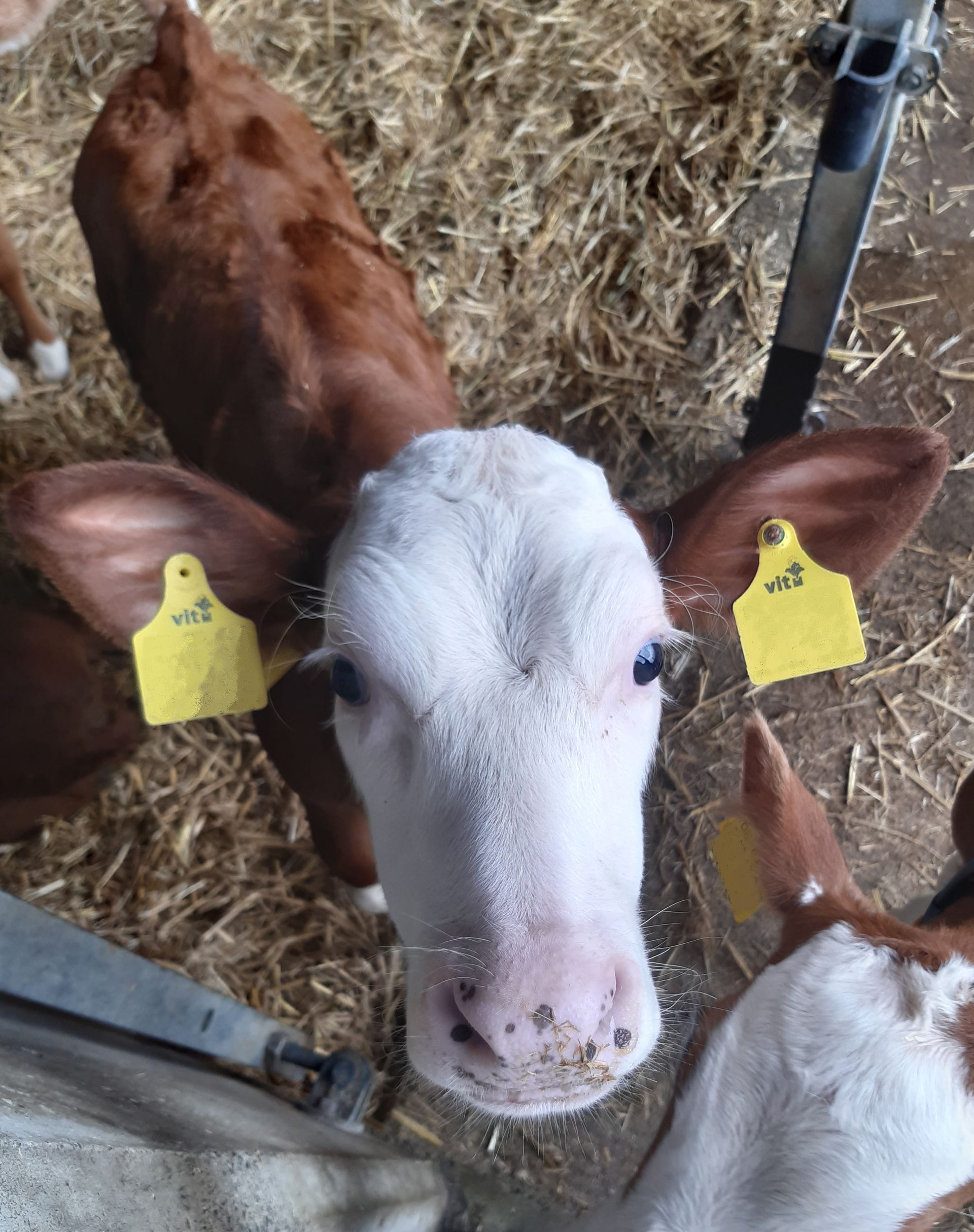 Kalb mit weißem Gesicht, braunem Körper und gelben Ohrmarken, das in einer Scheune nach oben schaut.