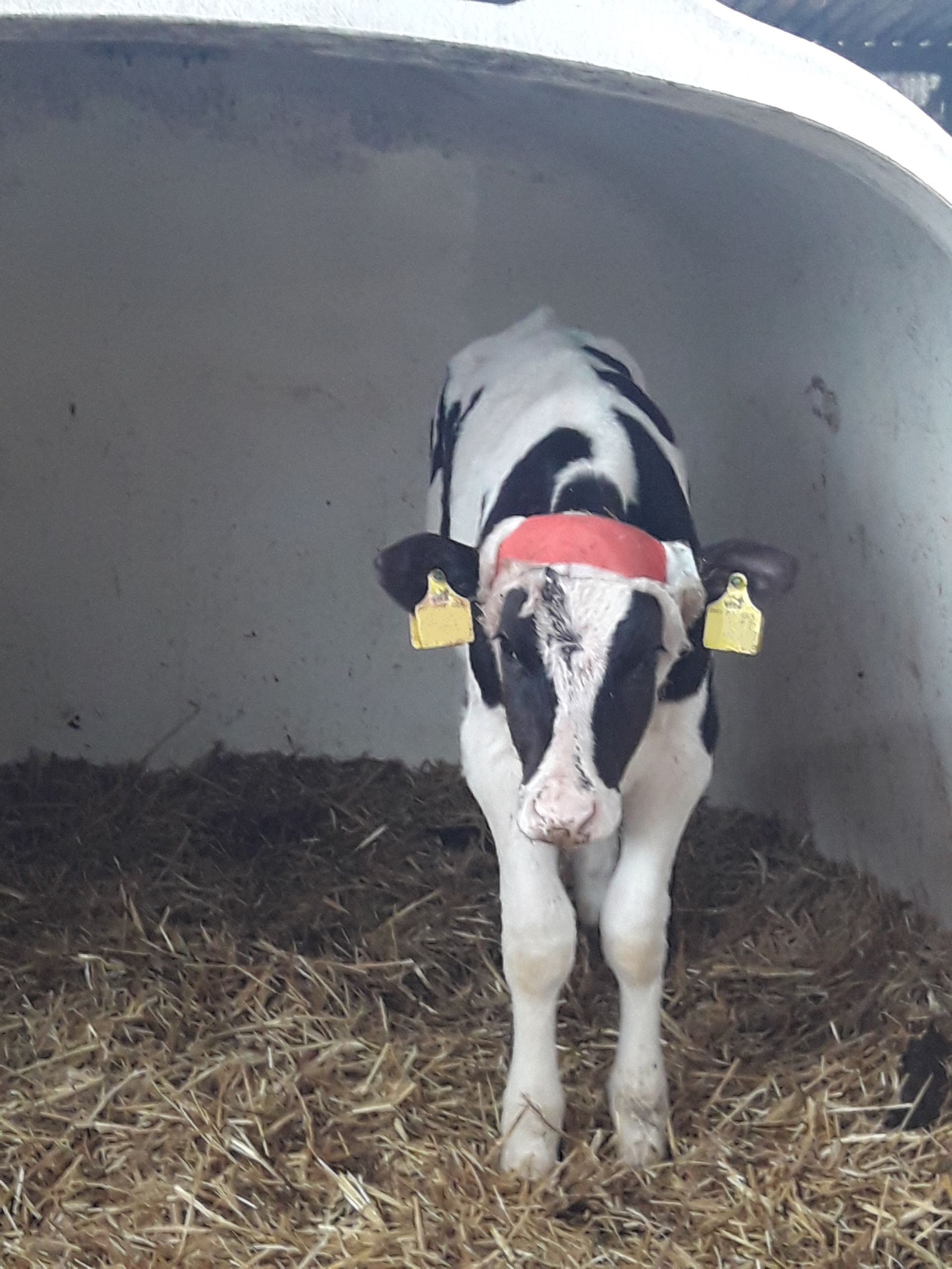 Schwarz-weißes Kalb steht in einem Stall mit Heu, es trägt ein rotes Stirnband und Ohrmarken.