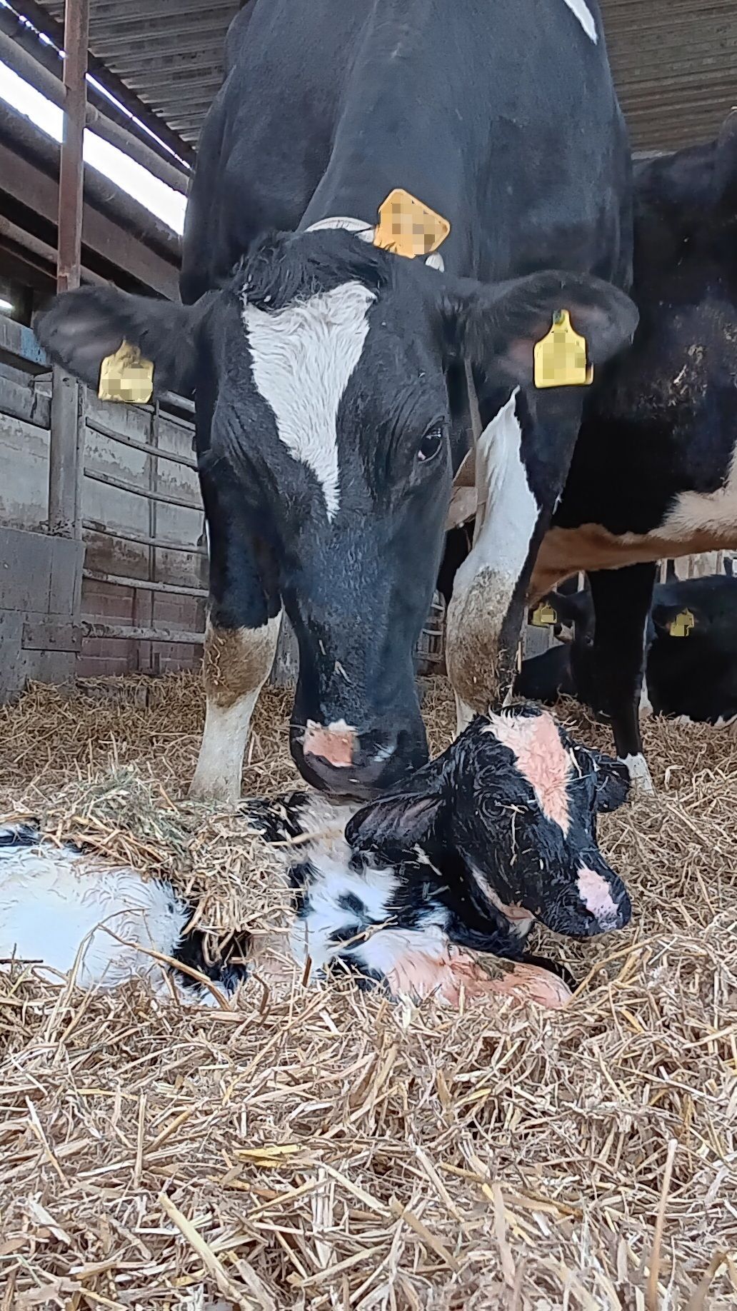 Eine Kuh kümmert sich um ihr neugeborenes, schwarz-weißes Kalb. Stroheinstreu im Stall.