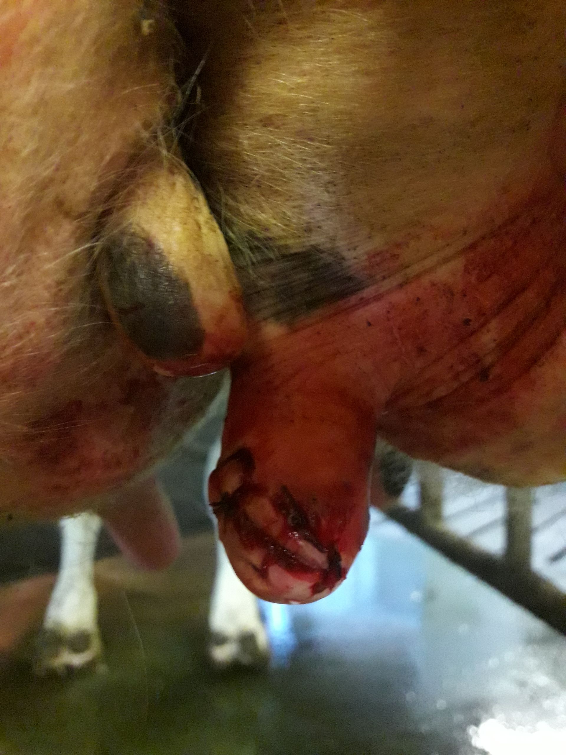 Chirurgische Ansicht einer Kuhzitze mit blutigen Rissen an der Spitze.