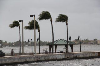 Date Trees Blown by Wind — Tampa, FL — Gegan Law Office Date Trees Blown by Wind — Tampa, FL — Gegan Law Office