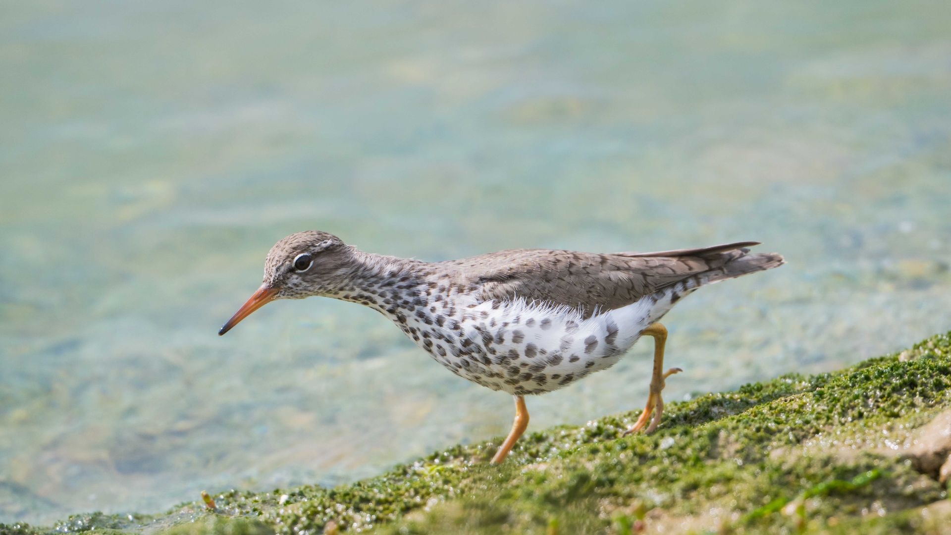 Spotted Sandpiper