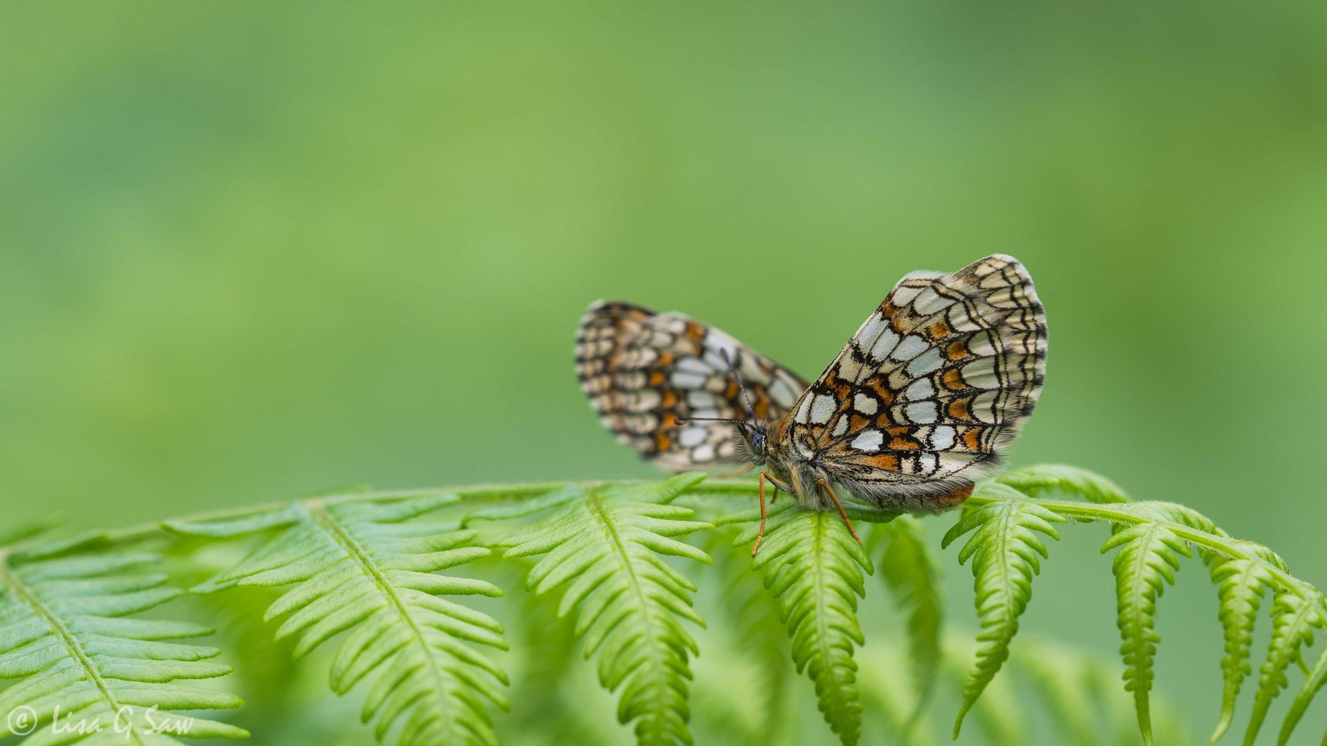 Two Heath Fritillaries in East Blean Wood