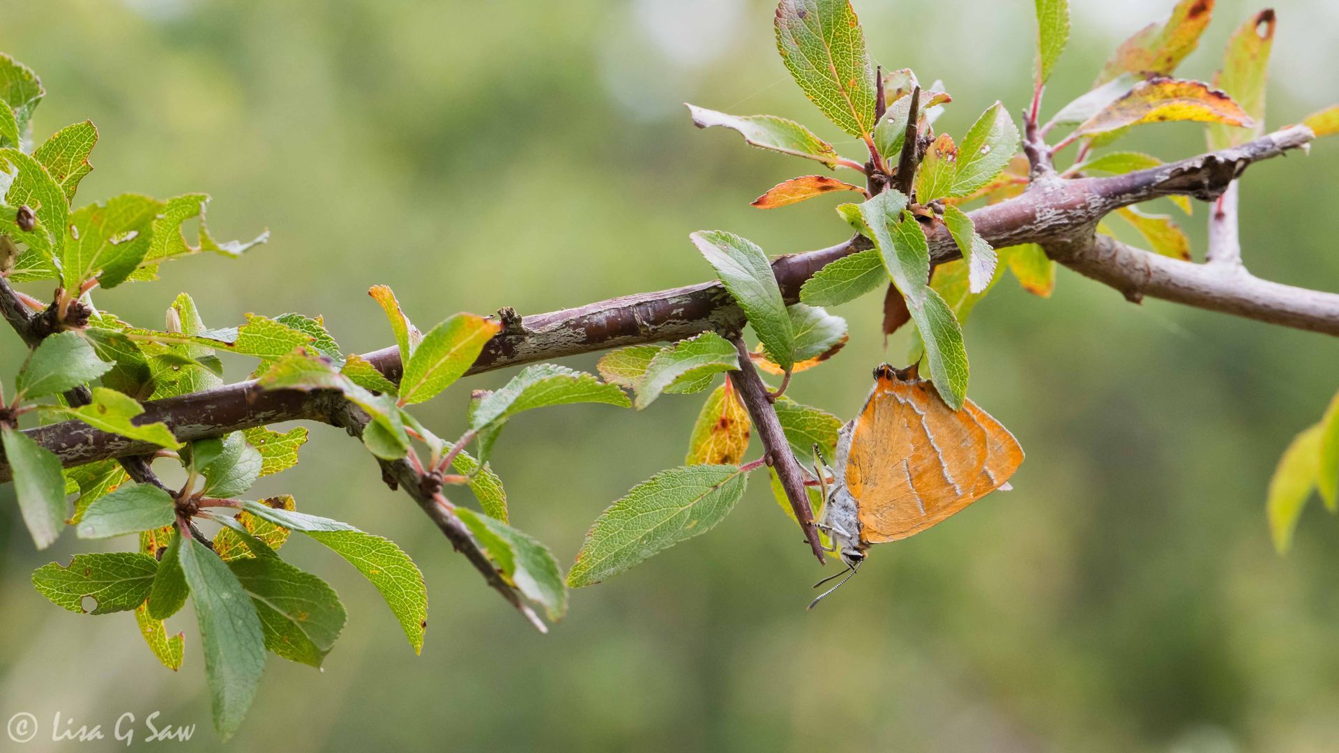 Brown Hairstreak