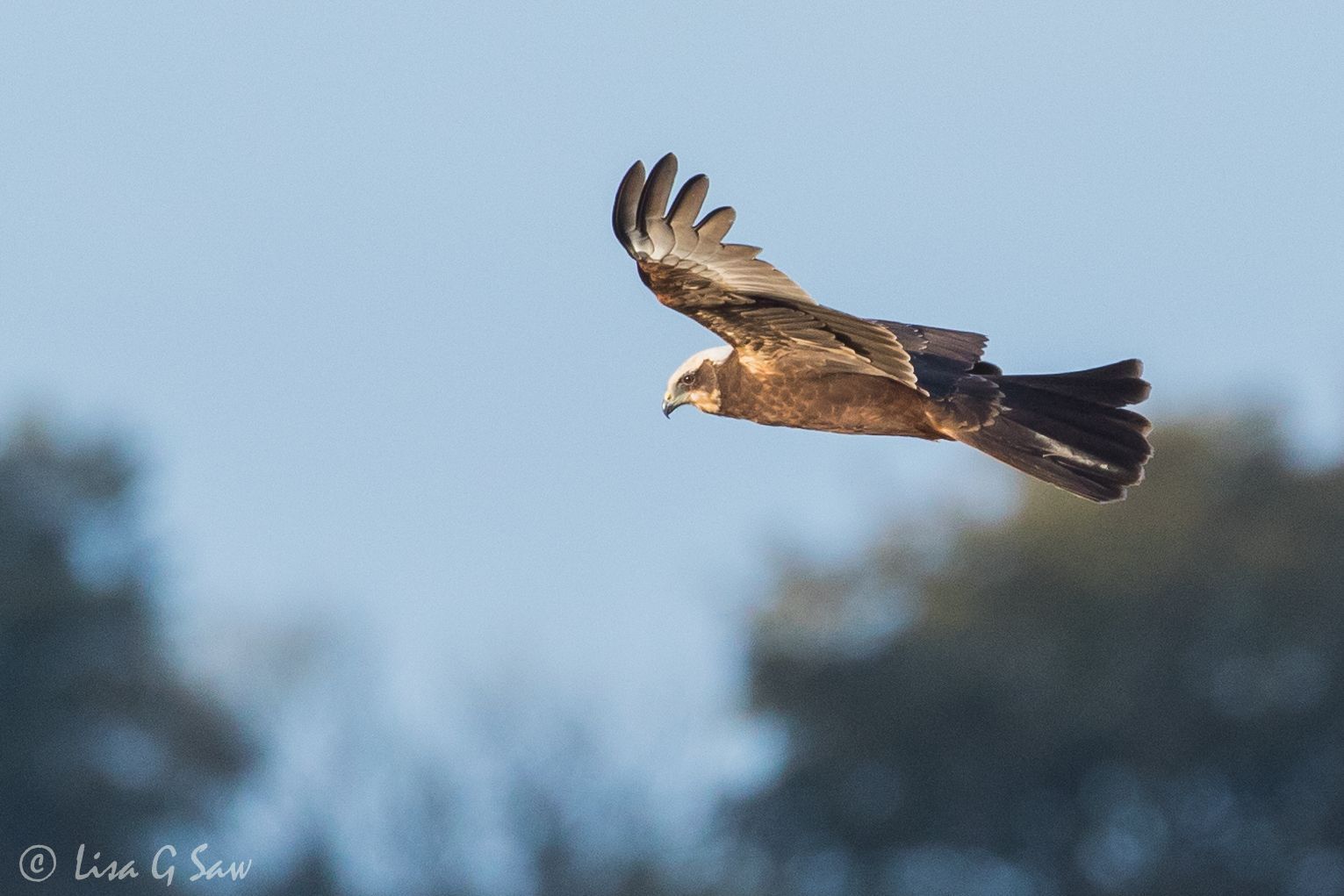 Marsh Harrier flying in early evening light