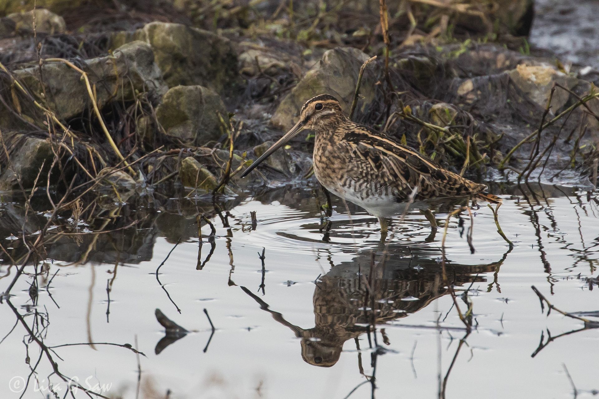 Snipe reflection