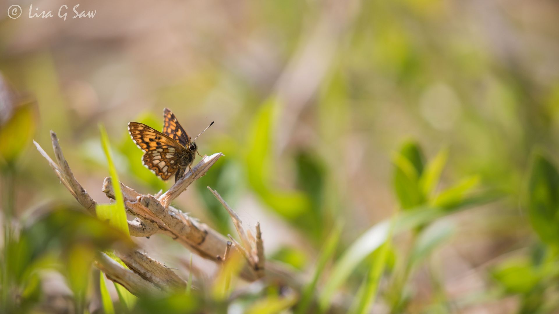 Duke of Burgundy Butterfly