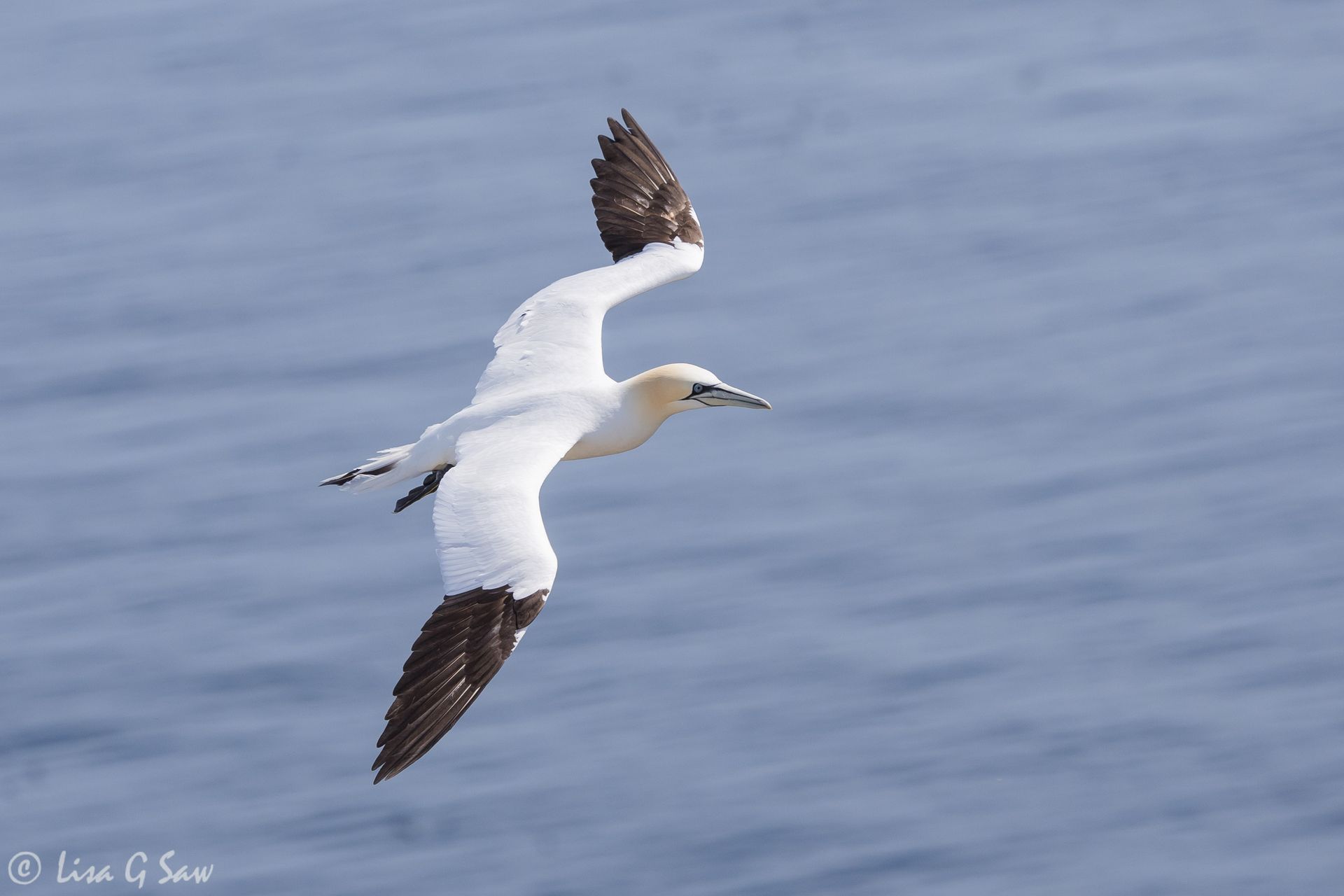 Gannet flying