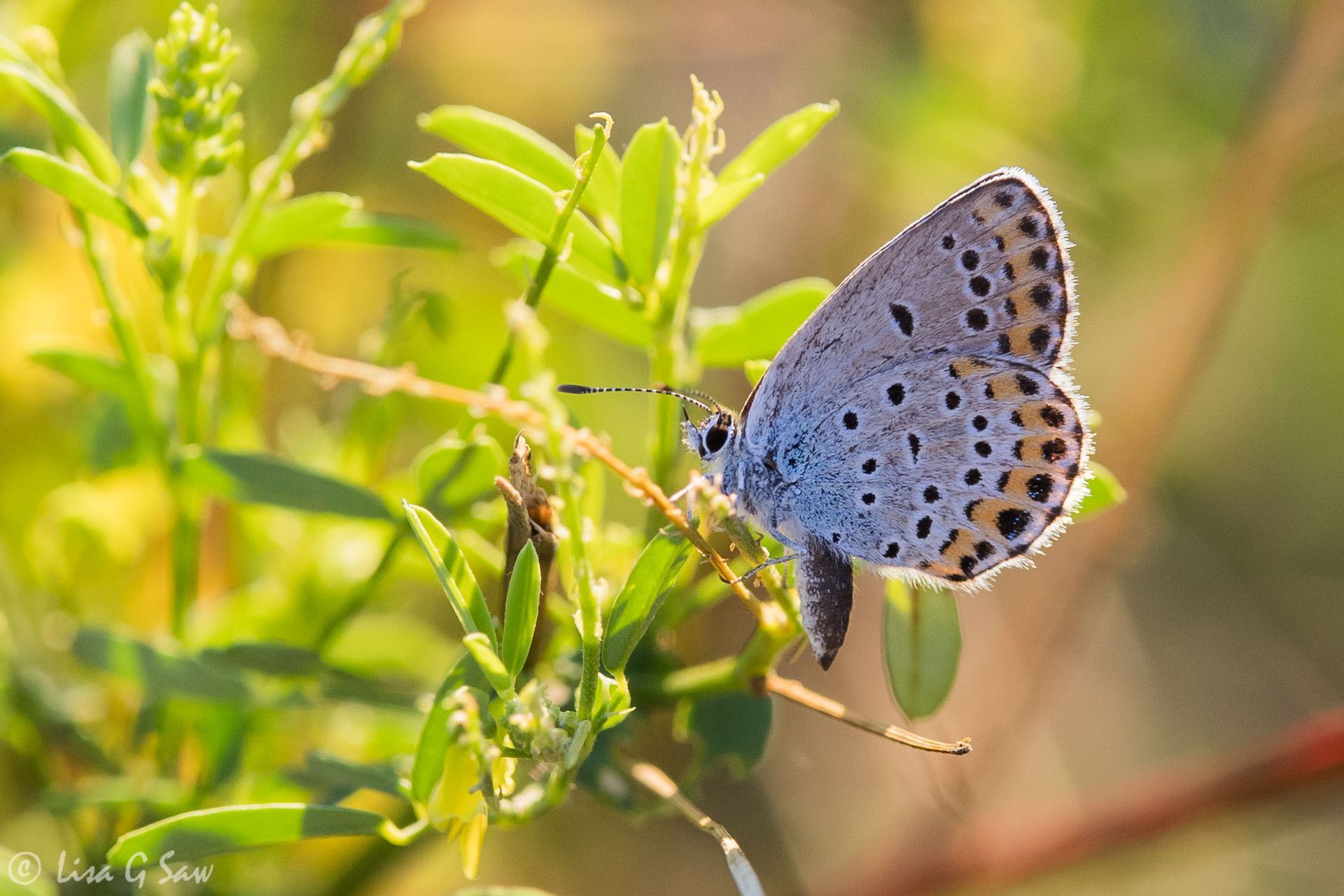 Reverdin's Blue butterfly