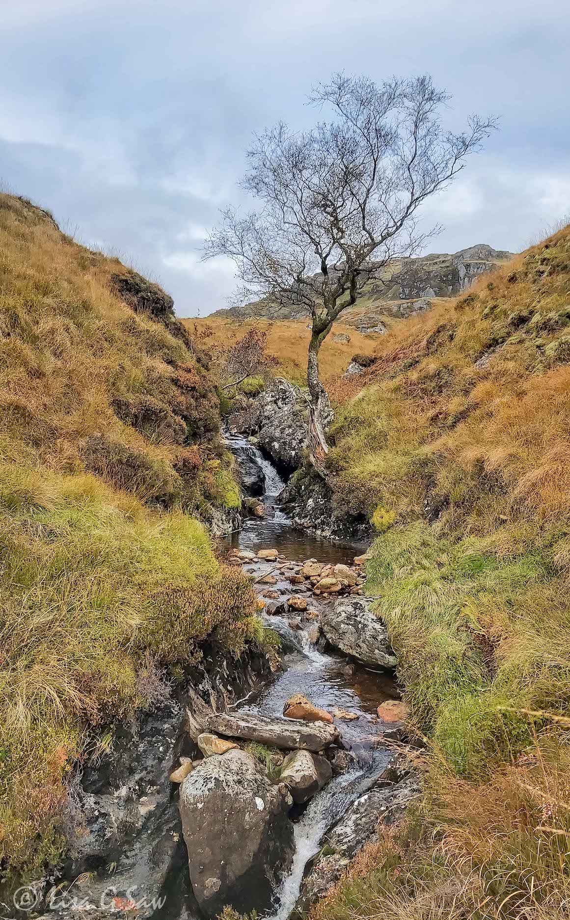 Mountain stream and lone tree