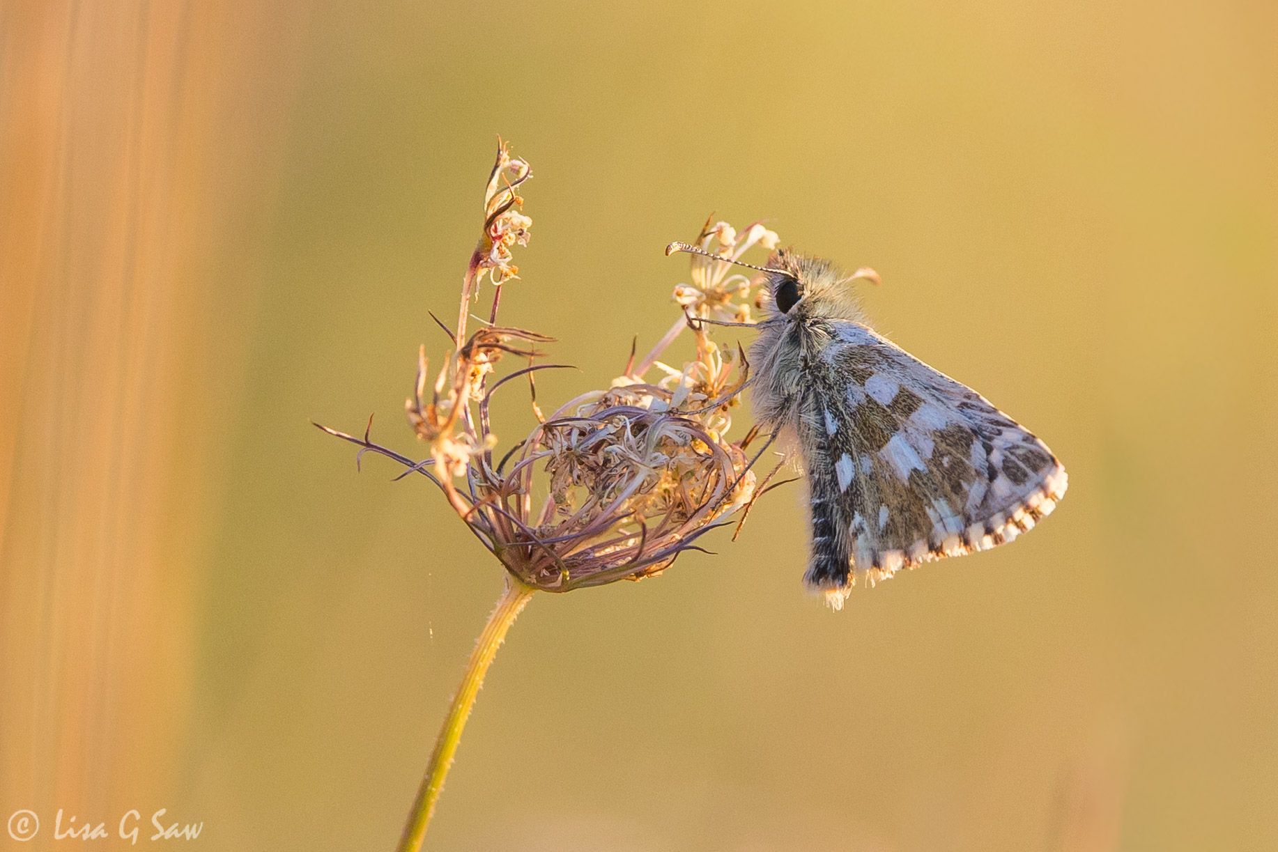 Oberthur's Grizzled Skipper underwing view of butterfly
