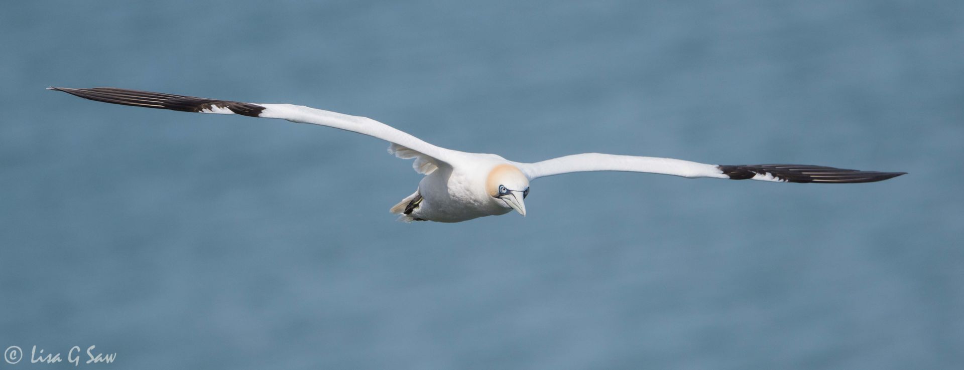 Gannet flying