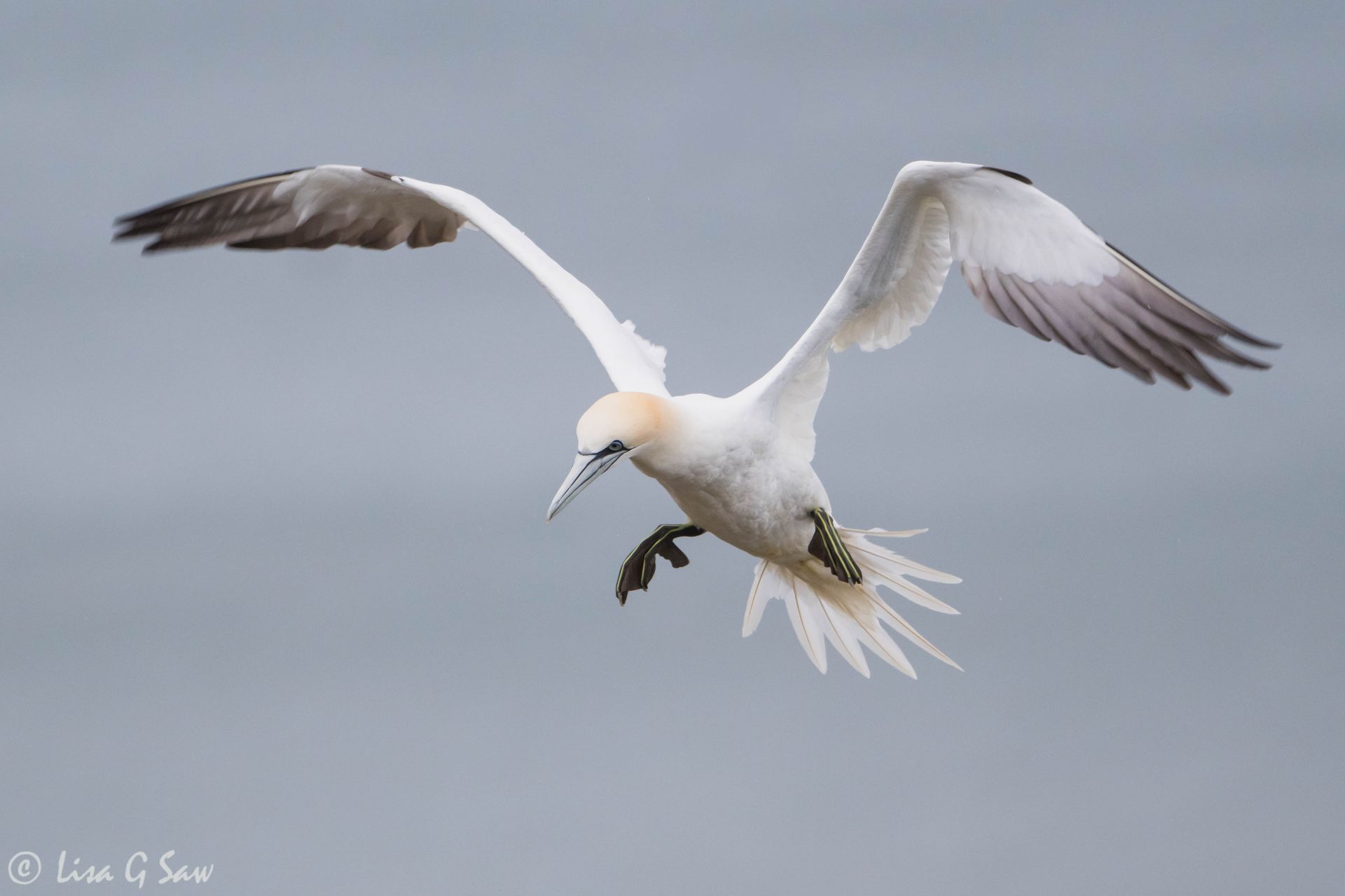 Gannet coming in to land