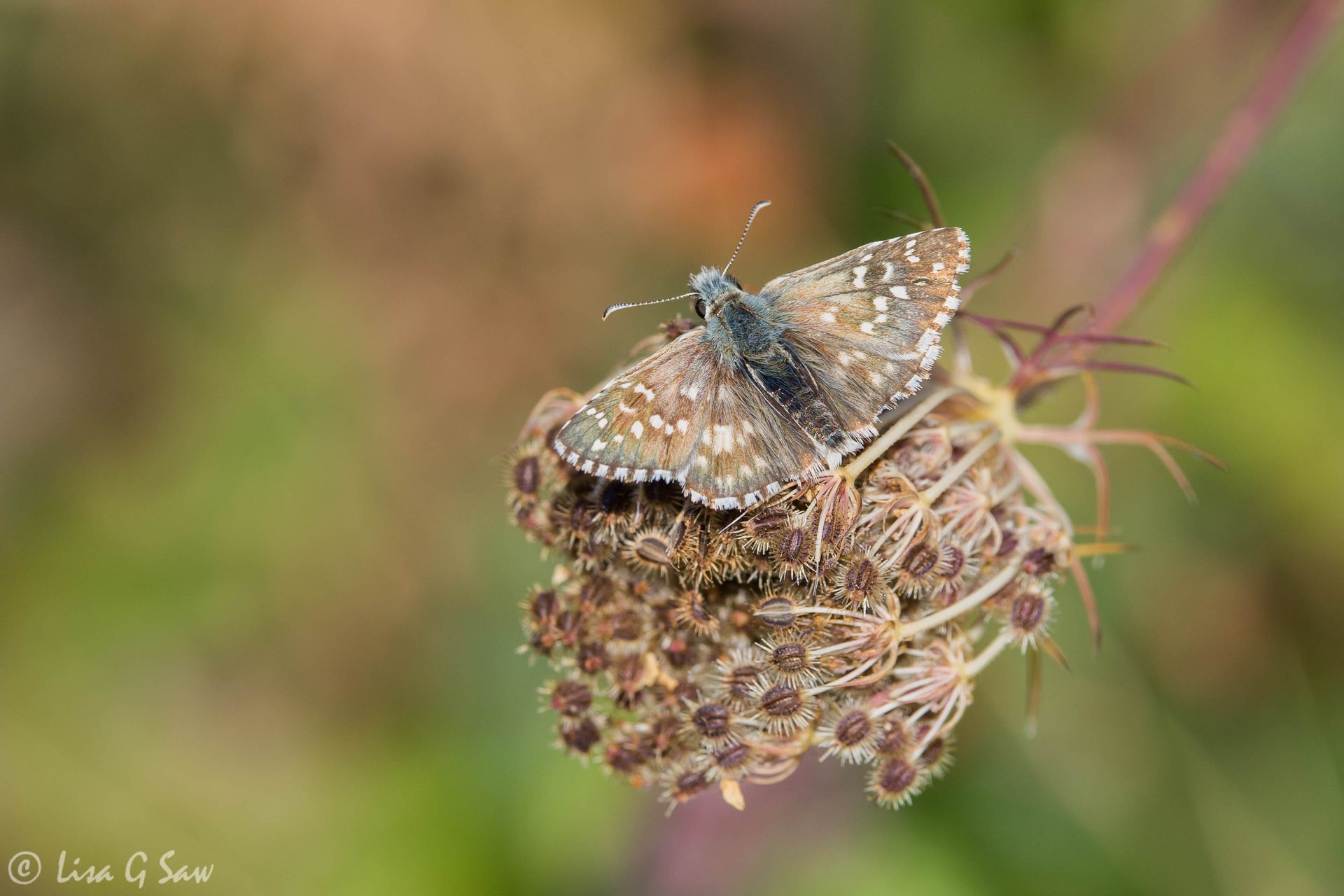 Oberthur's Grizzled Skipper upperwing view of butterfly