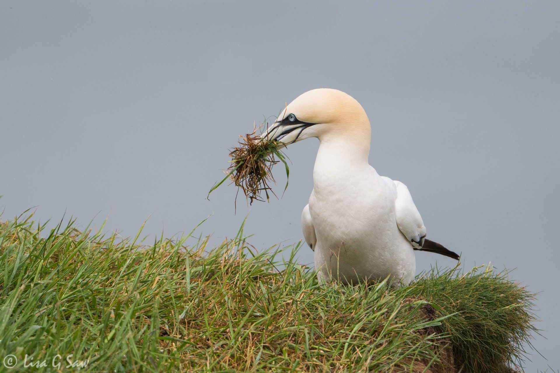 Gannet with nesting material in beak